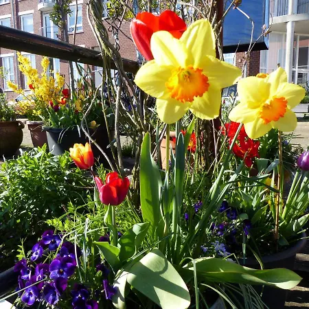 Boat & Breakfast Alhena 酒店 阿姆斯特丹